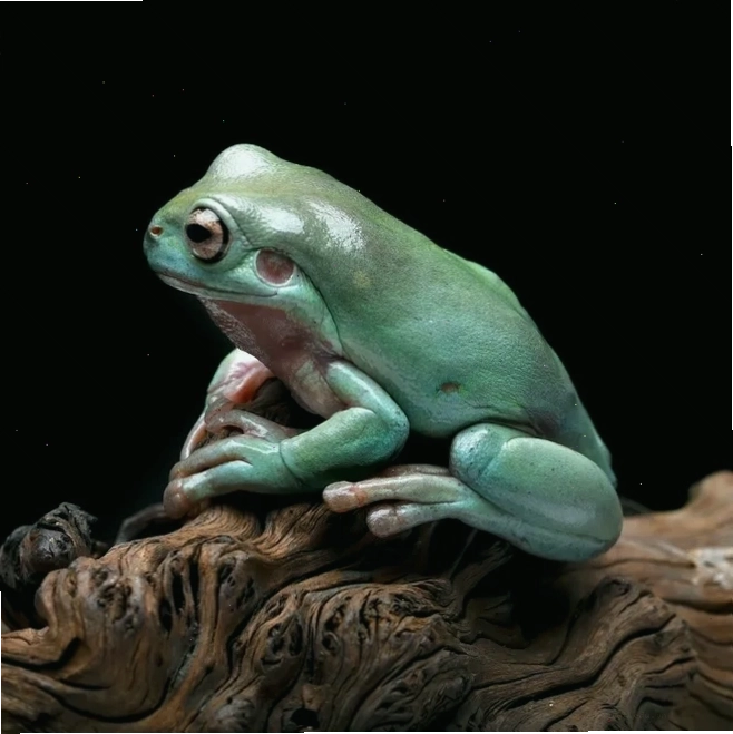 White Tree Frog với làn da xanh bóng và đôi mắt vàng