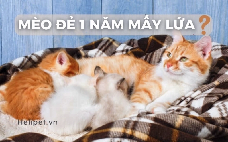 Yếu tố ảnh hưởng đến thời gian mang thai của mèo