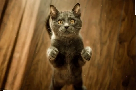 A curious kitty looking directly at the camera with clear eyes