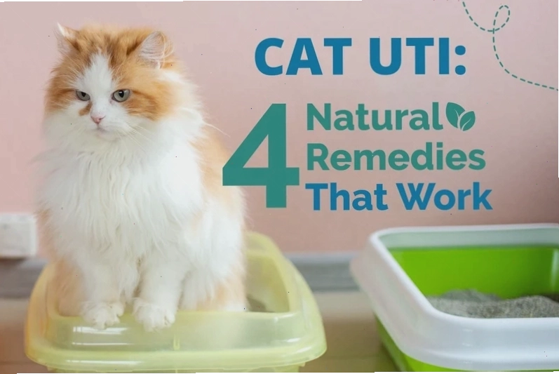 Home remedies and hydration tips for cats with UTIs