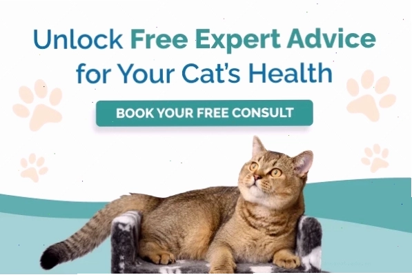 Various natural remedies and supplements for cat urinary tract infections
