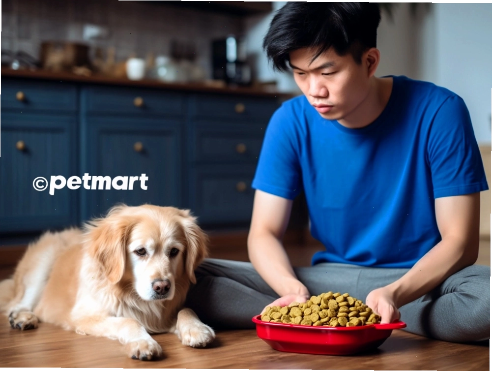 5 nguyên nhân hàng đầu khiến chó bulldog biếng ăn và cách điều trị