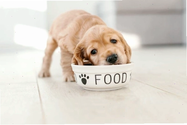 Nguyên nhân và cách điều trị chó bulldog ăn uống thất thường hiệu quả