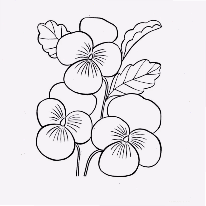 tranh tô màu các loài hoa lan chi tiết