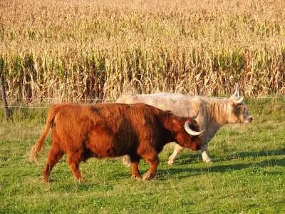 Ngắm nhìn vẻ đẹp hoang dã của giống bò Highland lông dài
