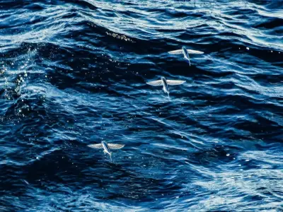 Tổng hợp hình ảnh cá chuồn biển bay lượn trên mặt nước