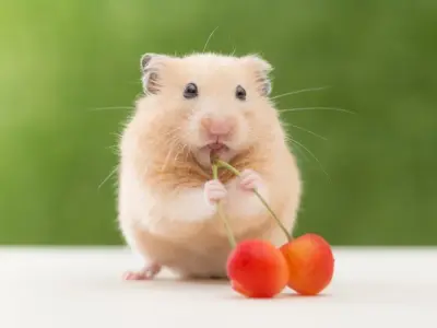 Bộ sưu tập những hình ảnh chuột Hamster dễ thương