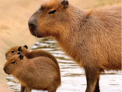 Những hình ảnh chuột lang nước Capybara đáng yêu