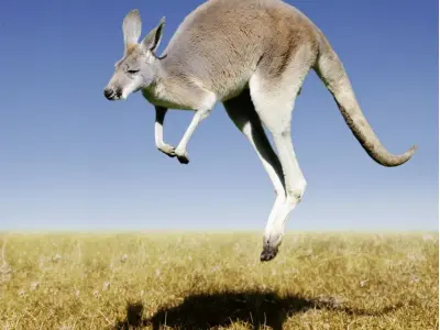 Khám phá kho ảnh Chuột túi Kangaroo tự nhiên cực ấn tượng