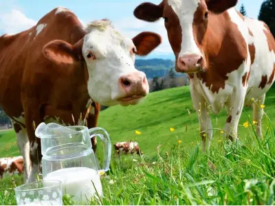 Ngắm nhìn con bò sữa qua khung hình thiên nhiên tuyệt đẹp