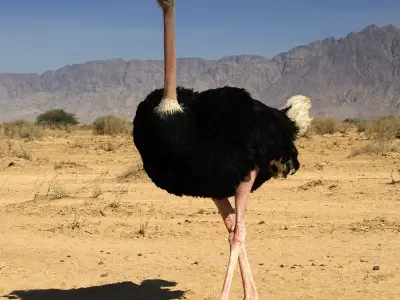 Ngắm nhìn những hình ảnh đà điểu dũng mãnh giữa thiên nhiên