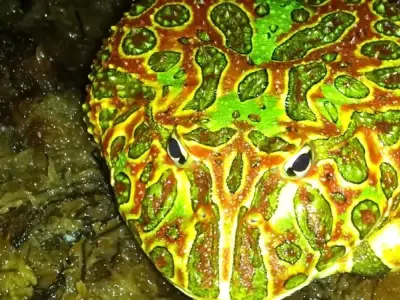 Bộ ảnh ếch Pacman chân thực cho người yêu lưỡng cư