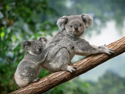 Chiêm ngưỡng vẻ đẹp qua loạt ảnh Gấu Koala hiếm thấy nhất