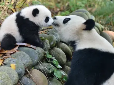 Những bộ ảnh Gấu trúc đại sứ hòa bình đáng yêu nhất thế giới
