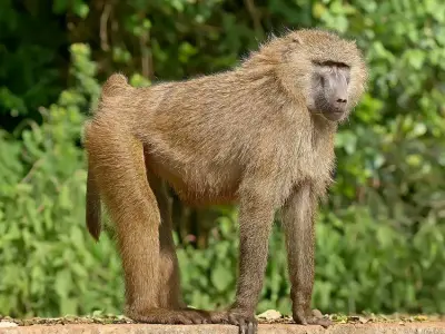 Tổng hợp 100+ tấm ảnh Khỉ đầu chó (Baboon) hoang dã đẹp nhất