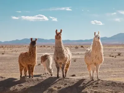 Ngắm nhìn vẻ đẹp ngộ nghĩnh của lạc đà không bướu Llama
