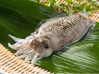 Hình ảnh vẻ đẹp ngoài hành tinh của mực nang biển rực rỡ