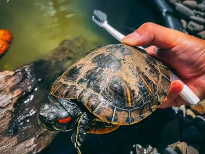 Tổng hợp những hình ảnh rùa tai đỏ đột biến đẹp lạ mắt