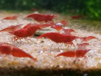 Chiêm ngưỡng hình ảnh tép cảnh Cherry đỏ rực nổi bật