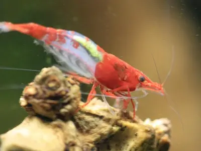 Đừng bỏ lỡ ảnh tép Rilli ấn tượng nhờ màu sắc phân tách