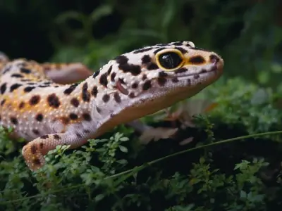 Bộ ảnh thằn lằn Leopard Gecko chân thực cho người yêu bò sát
