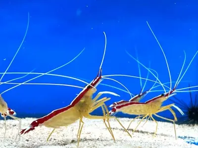 Tôm bác sĩ gây chú ý mạnh nhờ ngoại hình khác biệt