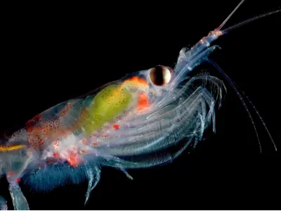 Bộ sưu tập hình ảnh tôm krill nam cực phát sáng