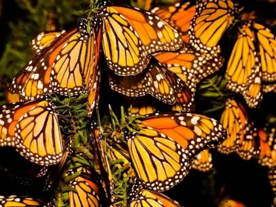 Chiêm ngưỡng bướm monarch với đôi cánh cam đen độc đáo