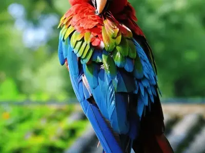 Ảnh chim vẹt Macaw đẹp mê hoặc với sắc màu nhiệt đới