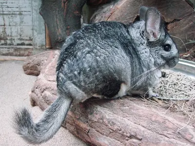 Ngắm trọn bộ ảnh Chinchilla dễ thương đang viral trên mạng