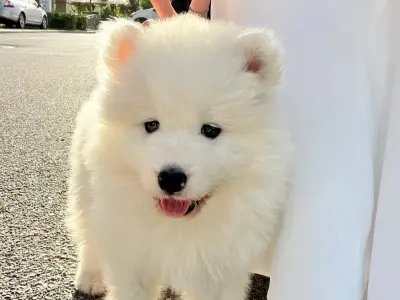 Loạt ảnh chó Samoyed khiến người xem không thể rời mắt