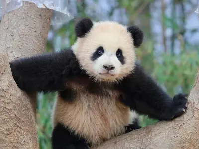 Bộ ảnh gấu trúc lớn siêu dễ thương khiến người xem tan chảy