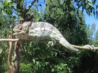 Khám phá ảnh tắc kè hoa Madagascar đầy màu sắc độc đáo