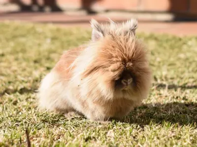 Hình ảnh thỏ Lionhead nổi bật với bộ lông bờm đặc trưng