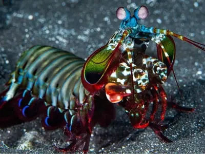 Khám phá vẻ đẹp kỳ lạ của tôm mantis dưới đại dương