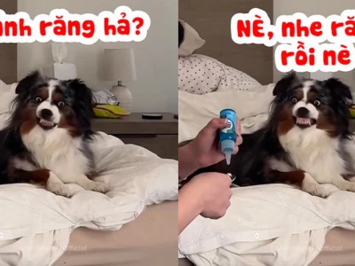 69 Ảnh Chó Nhe Răng Meme: Cười Rũ Rượi Với Biểu Cảm Độc Lạ
