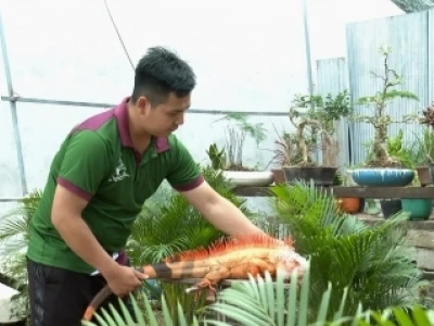 Bán Rồng Nam Mỹ Con Giá Rẻ: Hướng Dẫn Chi Tiết Cho Người Mới Bắt Đầu