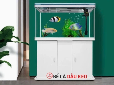 Bể cá cảnh đúc nguyên khối 1m2: Hướng dẫn chọn lựa và Setup chi tiết