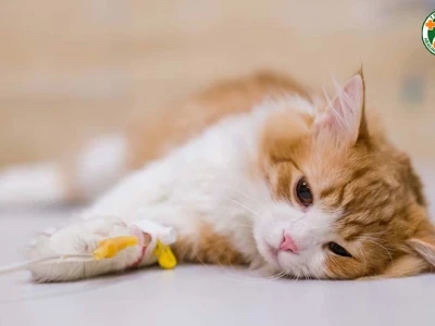 Bệnh FIP ở mèo: Dấu hiệu nhận biết và cách phòng ngừa hiệu quả
