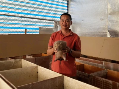 Bí quyết thành công khi nuôi dúi giống: Vốn ít, lợi nhuận cao