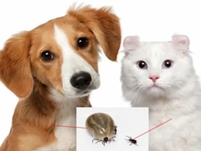 Bị rận mèo cắn có sao không và cách xử lý hiệu quả