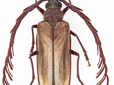 Bọ Longhorn: Đặc điểm, phân loại và vai trò trong hệ sinh thái