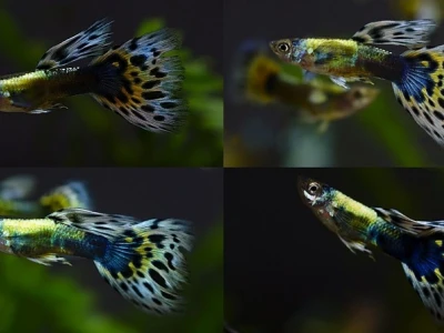 Cá 7 Màu Dumbo Red Tail: Vẻ Đẹp Độc Đáo Cho Bể Thủy Sinh