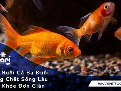 Cá ba đuôi ăn gì tốt nhất: Hướng dẫn chi tiết từ chuyên gia