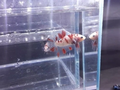 Cá Betta Giant: Khám phá thế giới cá betta khổng lồ đầy ấn tượng