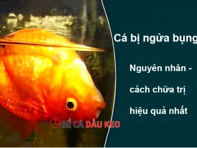 Cá Bơi Ngửa Bụng: Nguyên Nhân, Dấu Hiệu và Cách Chữa Trị Hiệu Quả