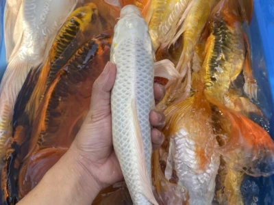 Cá Chép Rồng: Khám Phá Đặc Điểm và Kỹ Thuật Nuôi Đơn Giản