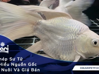 Cá Chép Sư Tử Trắng: Khám Phá Đặc Điểm và Cách Nuôi Chuẩn