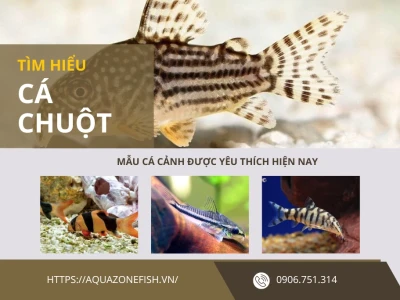 Cá chuột ăn gì? Hướng dẫn chi tiết từ A-Z cho người mới