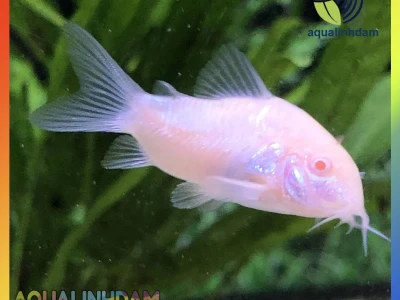Cá Chuột Trắng Albino: Hướng dẫn nuôi và chăm sóc toàn diện 2026